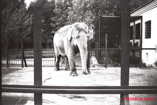 Гродненский зоопарк. 1960-е